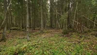 [Dr. Lynette] This forest
cover is hiding - Mysteries of the Abandoned