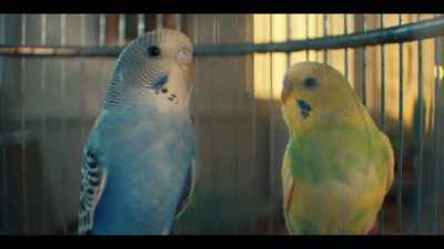 DR MAXWELL: Are you experiencing
feelings of alienation, - Little Birds