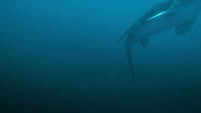 [Dr. Michael Habib]
Mosasaurs were seagoing lizards. - Prehistoric Planet