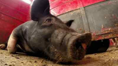 Dr. Pol did do
a good job today. - The Incredible Dr. Pol