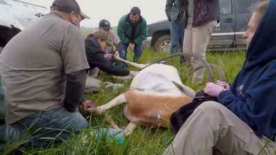 Dr. Priscilla: Adam trimmed
the foot that was really bad, - Secrets of the Zoo