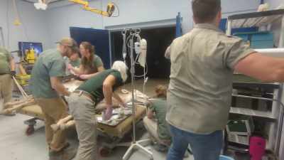 Dr. Priscilla: Anytime an equid
species is having problems - Secrets of the Zoo