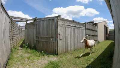 Dr. Priscilla: Babe had some
pretty bad digital dermatitis, - Secrets of the Zoo