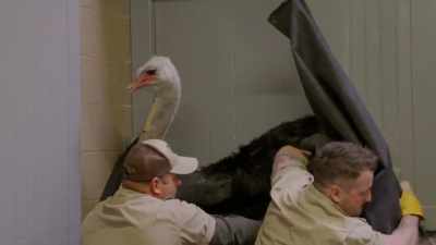 Dr. Priscilla:
My needle got contaminated - Secrets of the Zoo