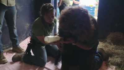 Dr. Priscilla: Patty, do these
guys tend to take quickly - Secrets of the Zoo