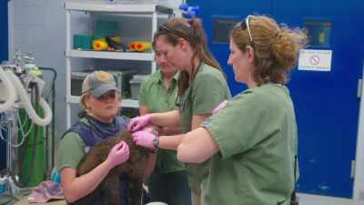 Dr. Priscilla: The plan is
to try to get it on the bottle. - Secrets of the Zoo