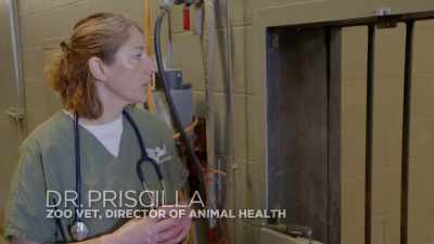 Dr. Priscilla: We're about to do - Secrets of the Zoo
