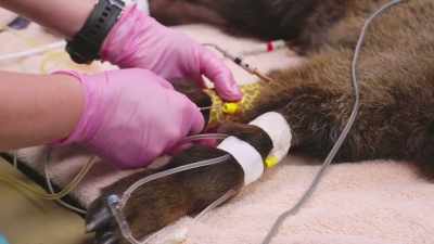 Dr. Priscilla: We're about to
start a plasma transfusion. - Secrets of the Zoo