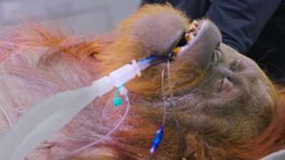 Dr. Priya: A sedentary lifestyle - Secrets of the Zoo