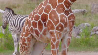 dr-priya-almost-turtle-time - Secrets of the Zoo