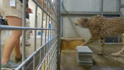 Dr. Priya: And they often
are exposed to things - Secrets of the Zoo