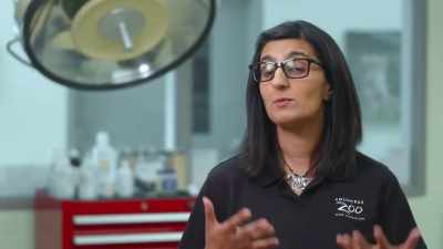 Dr. Priya: And today, I'm just
doing a recheck with chelsea - Secrets of the Zoo