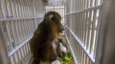 Dr. Priya: Hi, eebs!
Katie's gonna be so excited. - Secrets of the Zoo