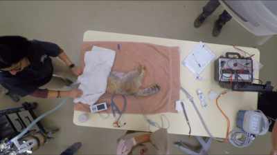 Dr. Priya: Hopefully, we get
a really good sample, - Secrets of the Zoo