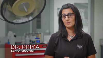 Dr. Priya: It's been about
a week since we last evaluated - Secrets of the Zoo