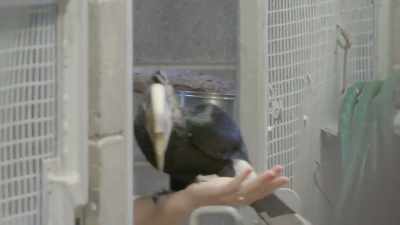 dr-priya-oh-feel-nice - Secrets of the Zoo