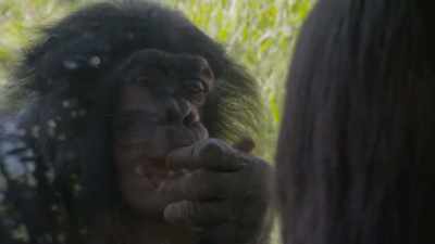 Dr. Priya: So, bonobos are
incredibly endangered - Secrets of the Zoo