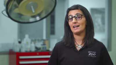 Dr. Priya: So, it is really
important that they get - Secrets of the Zoo