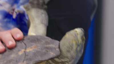 Dr. Priya: So, we know
she has eggs - Secrets of the Zoo
