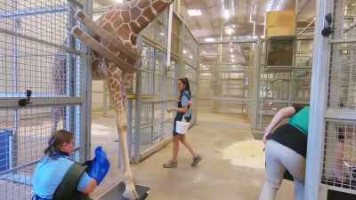 Dr. Priya: So, to me,
I reviewed them - Secrets of the Zoo