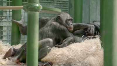 Dr. Priya:
So, the next step for her - Secrets of the Zoo