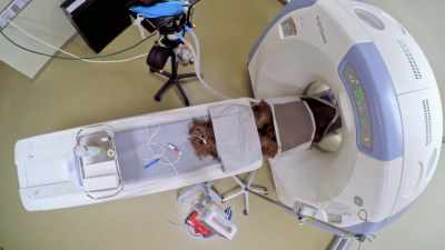 Dr. Priya: So, today's exam
consists of doing - Secrets of the Zoo