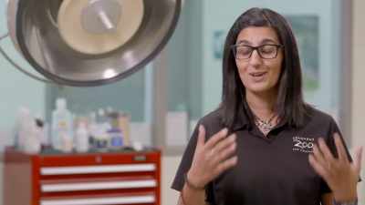 Dr. Priya: This all started,
don't forget, - Secrets of the Zoo
