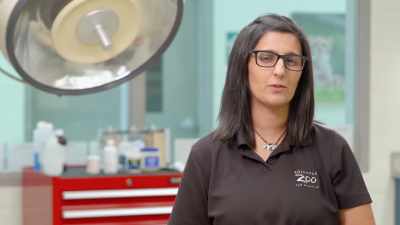 Dr. Priya: This is definitely
a curveball for us, - Secrets of the Zoo