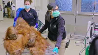 Dr. Priya: Today's exam
was a little surprising - Secrets of the Zoo