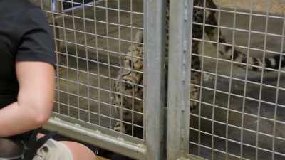 Dr. Priya: We start kesi off
with a blunted needle, - Secrets of the Zoo