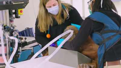 Dr. Priya: We're expecting her
to have some creaky joints - Secrets of the Zoo