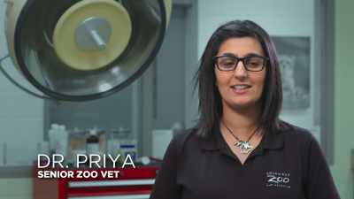 Dr. Priya: We're trying
to give cheetah kesi - Secrets of the Zoo