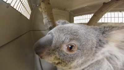 Dr. Priya: When we last
examined katy, - Secrets of the Zoo