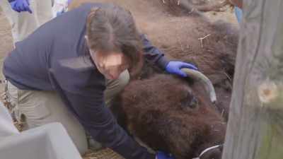 Dr. Randy:
It's touching the hair, - Secrets of the Zoo