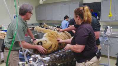 Dr. Randy: Seizures are
always upsetting, - Secrets of the Zoo