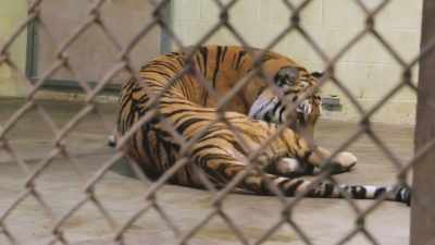 Dr. Randy: She says,
"I can't feel my legs." - Secrets of the Zoo