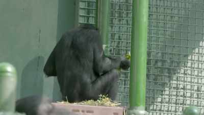 Dr. Rekha: But I'd like to get
bloodwork to confirm, - Secrets of the Zoo