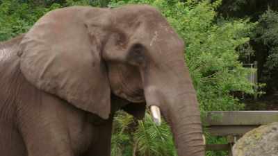 DR. RYAN: All hail the king. - Magic of Disney's Animal Kingdom