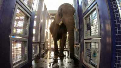 DR. RYAN: Elephants are
a little challenging - Magic of Disney's Animal Kingdom
