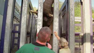 DR. RYAN: If you can see
in this thing up here, - Magic of Disney's Animal Kingdom