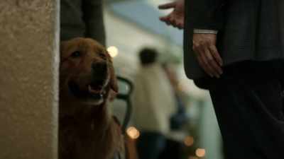 Dr. Shaw: We both know a dog - My Christmas Guide