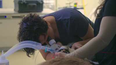 Dr. Terah: So, this eye has
diffuse corneal edema. - Secrets of the Zoo