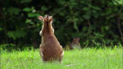 [ Dr. Wartzer laughs evilly ] - When Nature Calls with Helen Mirren