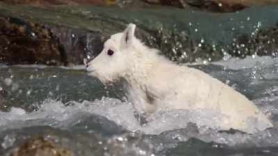 [ Dr. Wartzer laughs evilly ] - When Nature Calls with Helen Mirren
