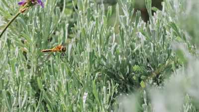 Dragonflies evolved
300 million years ago - Epic Yellowstone
