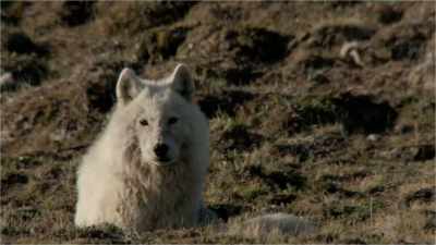 [ Dramatic music plays ] - When Nature Calls with Helen Mirren