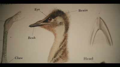 (dramatic music) - The Emu War