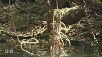[dramatic music] - Snake in the Grass