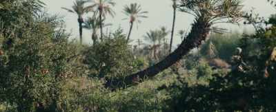 [dramatic music] - The Yellow Birds