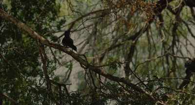 (Dramatic, suspenseful
music) (Birds chirping) - Haunted Valley